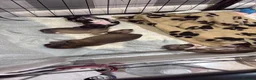 Chihuahua dogs for sale: Smooth Coat Chihuahua Puppies - Advert 7