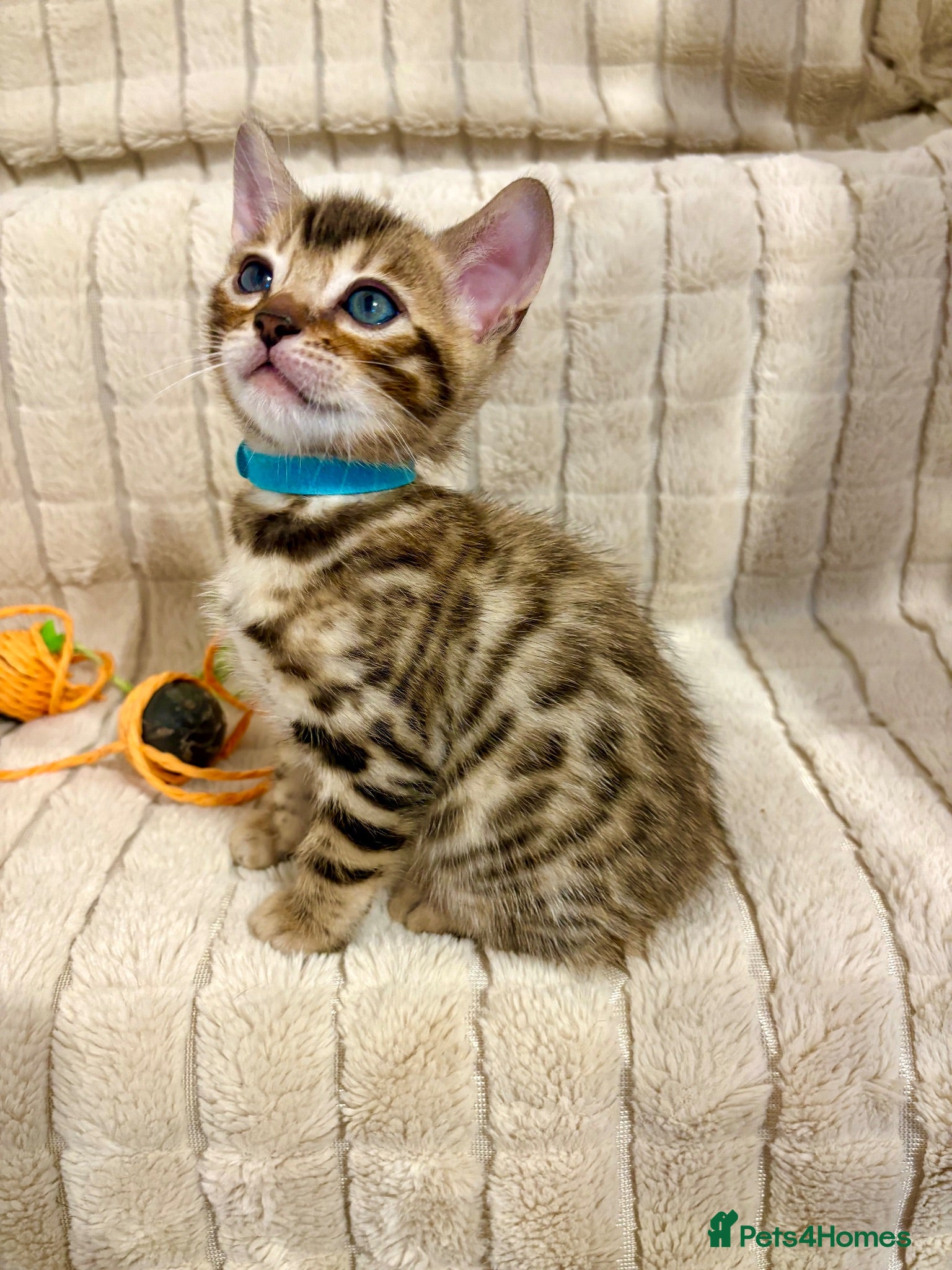 Bengal cats ONLY ONE BOY LEFT! Beautiful Bengal Kittens - Advert 1