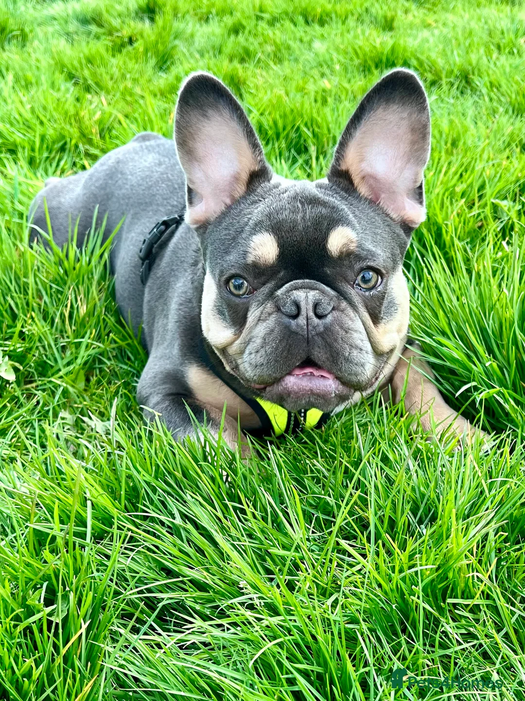 French Bulldog dogs for sale: Male French Bulldog for rehoming  - Advert 3