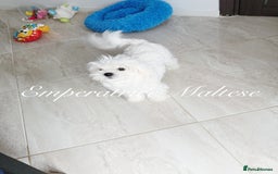 Maltese dogs for sale: KC Reg Korean type- Maltese Puppies by Emperatrice - Image 8