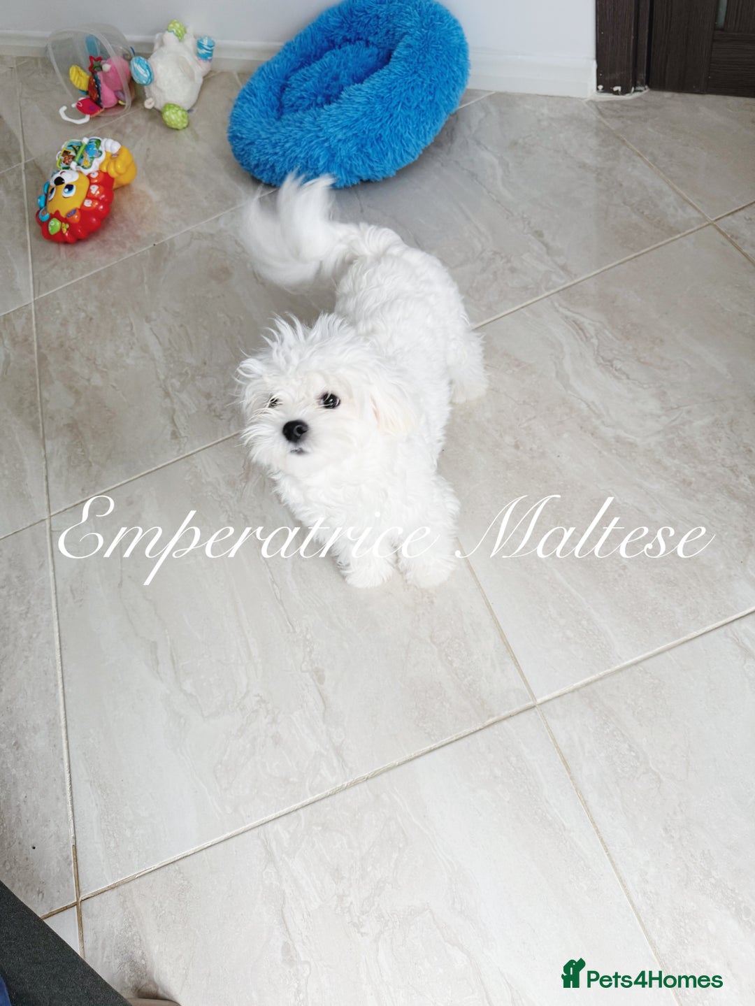 Maltese dogs for sale: KC Reg Korean type- Maltese Puppies by Emperatrice - Image 8