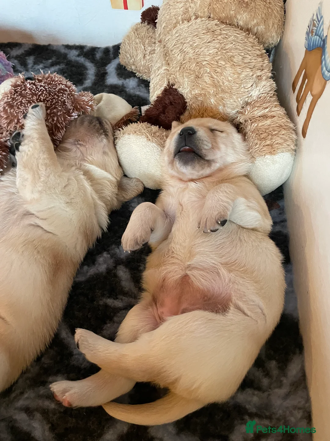 Labrador Retriever dogs for sale: Fabulous KC Champion Lines Labrador Puppies - Advert 12