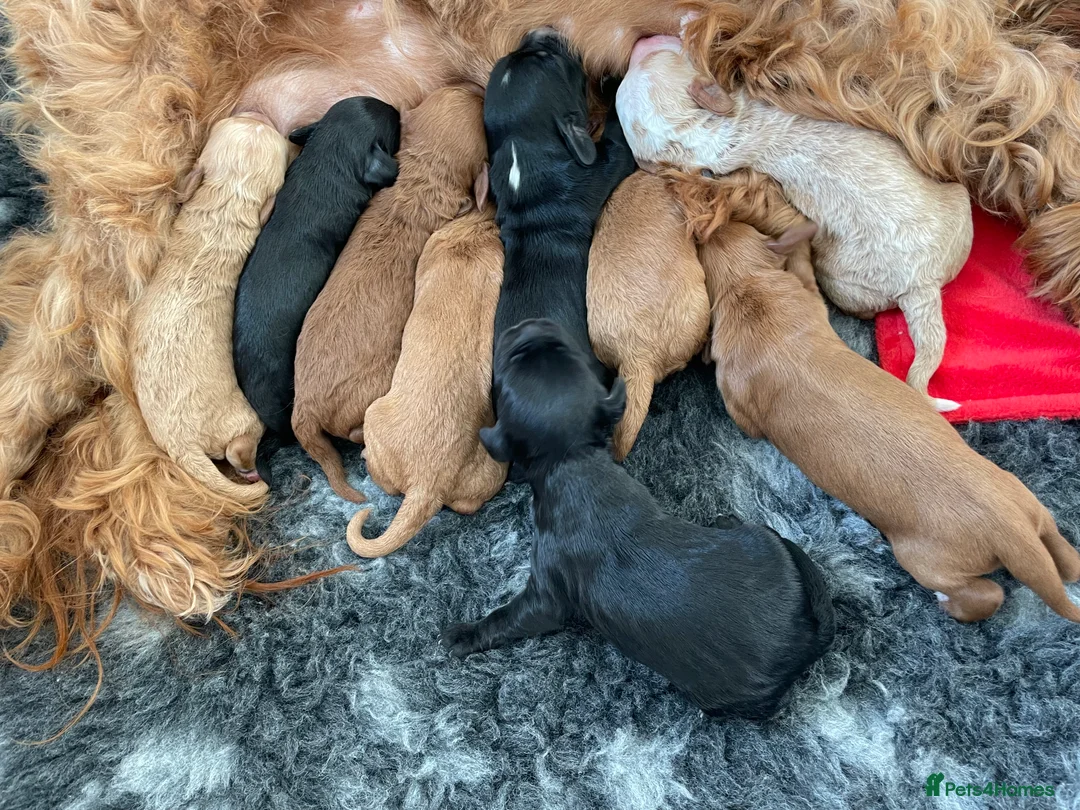 Cockapoo dogs for stud: TRICOLOUR F1 PROVEN ATAT CERTIFIED COCKAPOO STUD in Bromley - Advert 27