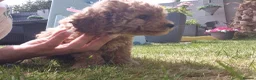 Cavapoochon dogs for sale: Beautiful cavapoochon pups - Advert 8