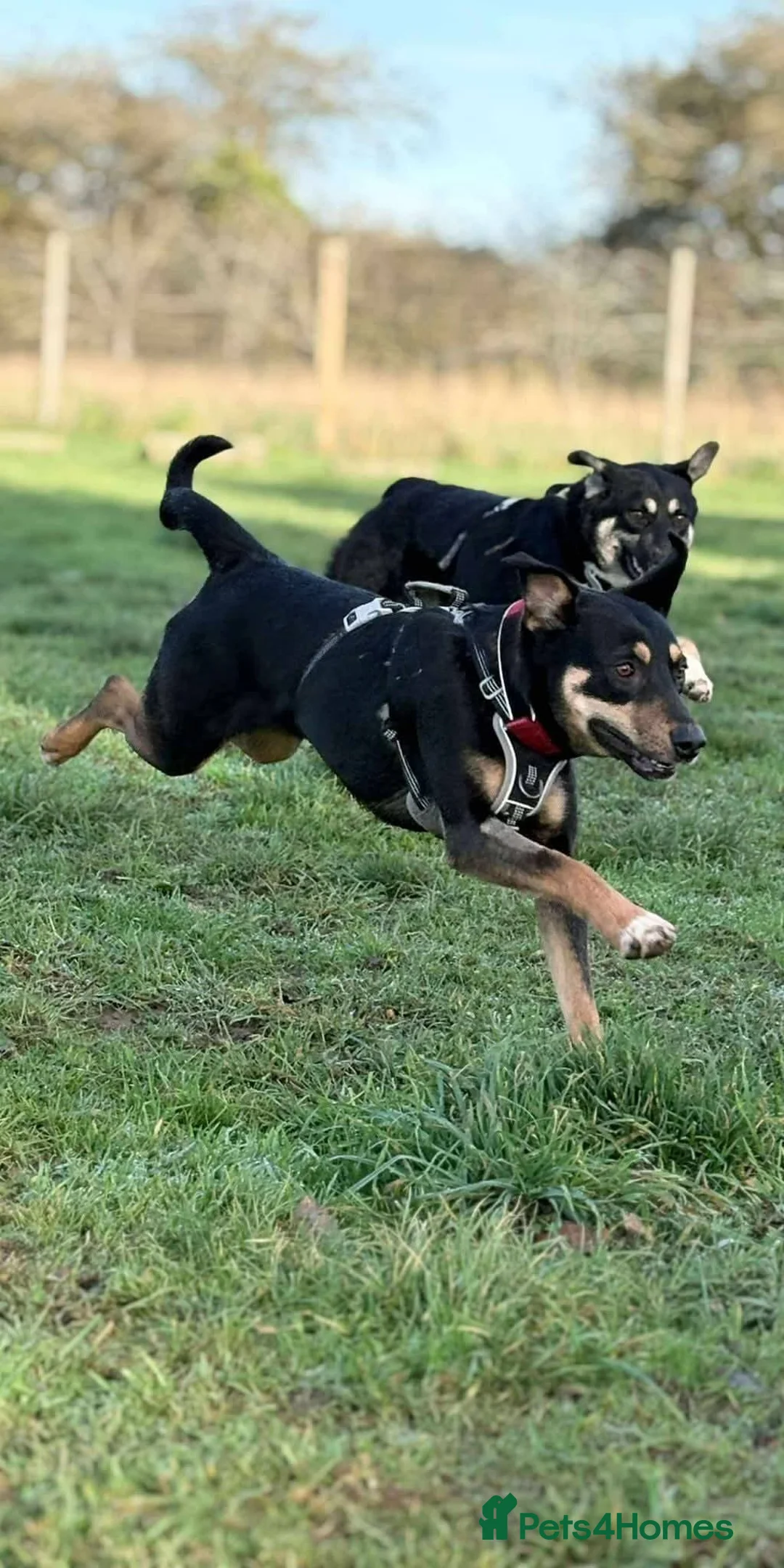 Mixed Breed dogs for adoption: Meet Puffin currently residing in Essex - Advert 3