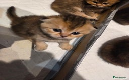 Scottish Fold cats for sale: Scottish Fold Kittens - Image 4