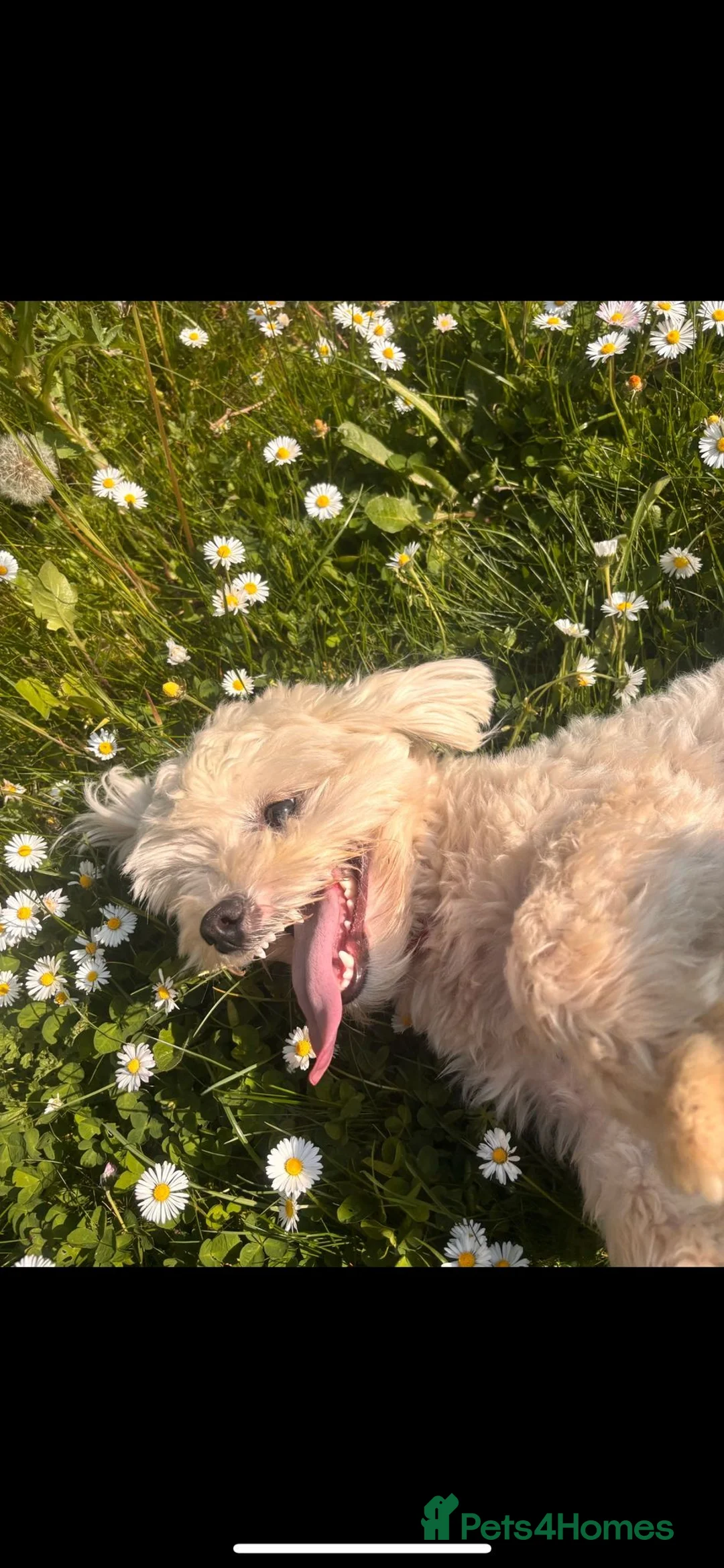 Bichon Frise dogs for sale: Mr. Teddy parmar - Advert 6