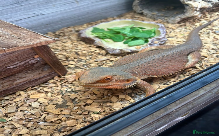 Bearded Dragon reptiles - Advert 11