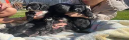 Cocker Spaniel dogs for sale: Beautiful pure bread cocker spaniel puppies  - Advert 10