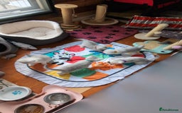 Scottish Fold cats for sale: 😻Scottish fold kittens😻 - Image 12