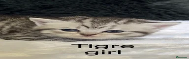 Scottish Fold 3 tigre girl