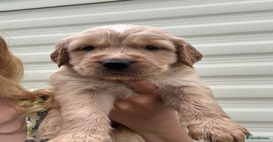 Golden Retriever dogs - Advert 8