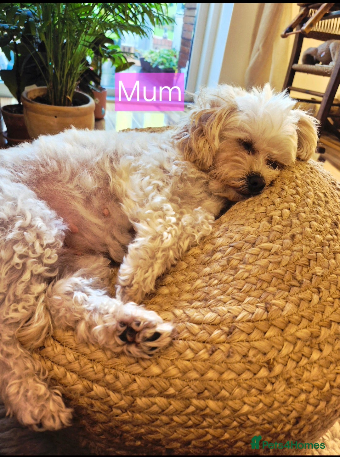 Maltipoo dogs for sale: Beautiful Toy Maltipoo Puppies   - Advert 2