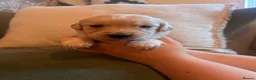 Golden Retriever dogs for sale: KC registered Golden Retrievers  - Advert 4