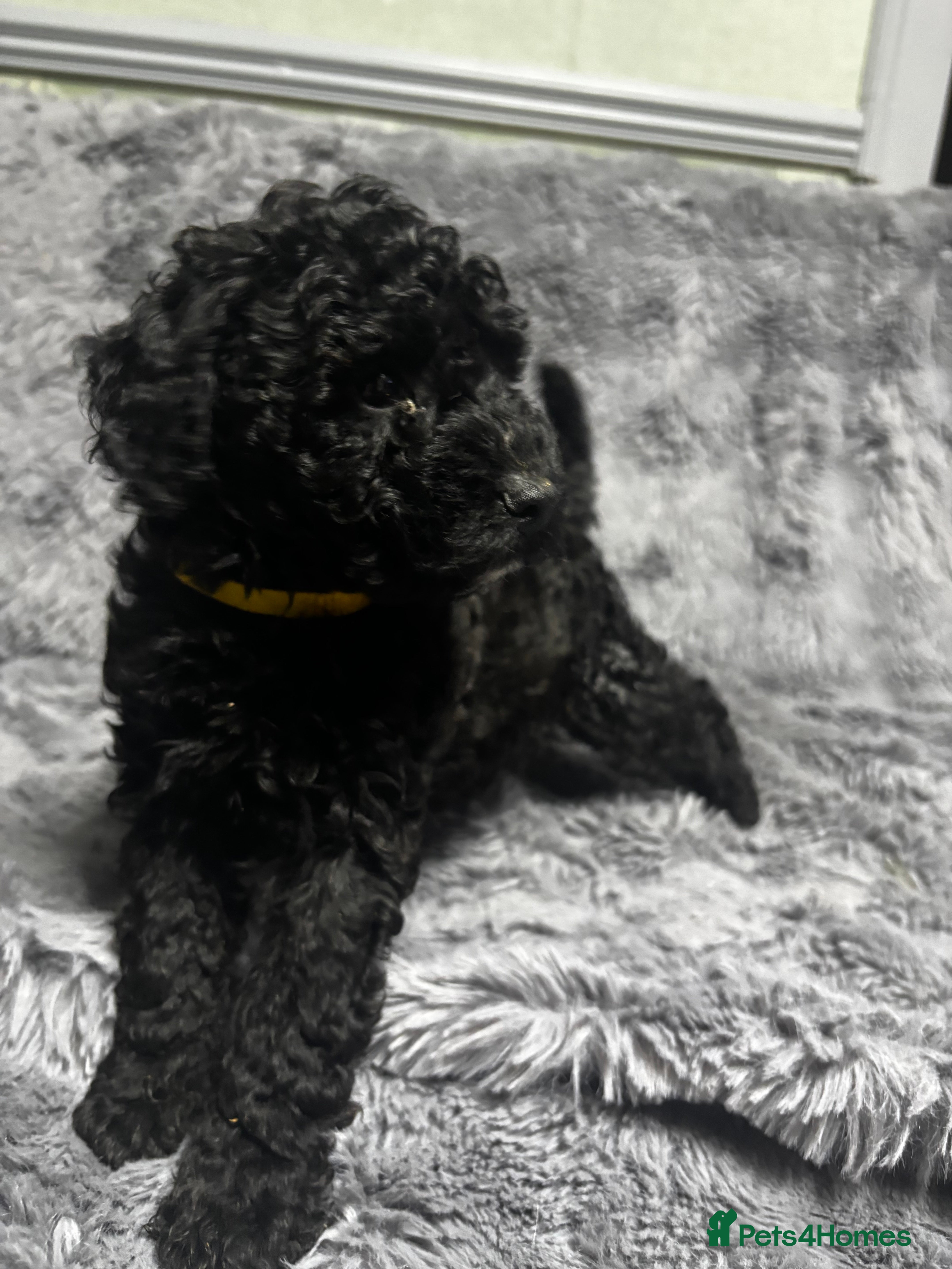 Toy Poodle dogs Beautiful Toy Poodle Pups  - Advert 2