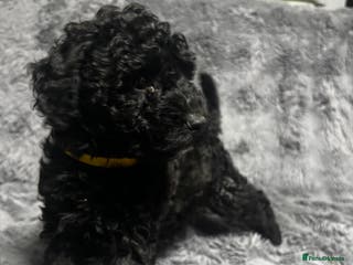 Toy Poodle dogs Beautiful Toy Poodle Pups READY TO LEAVE NOW - Advert 15