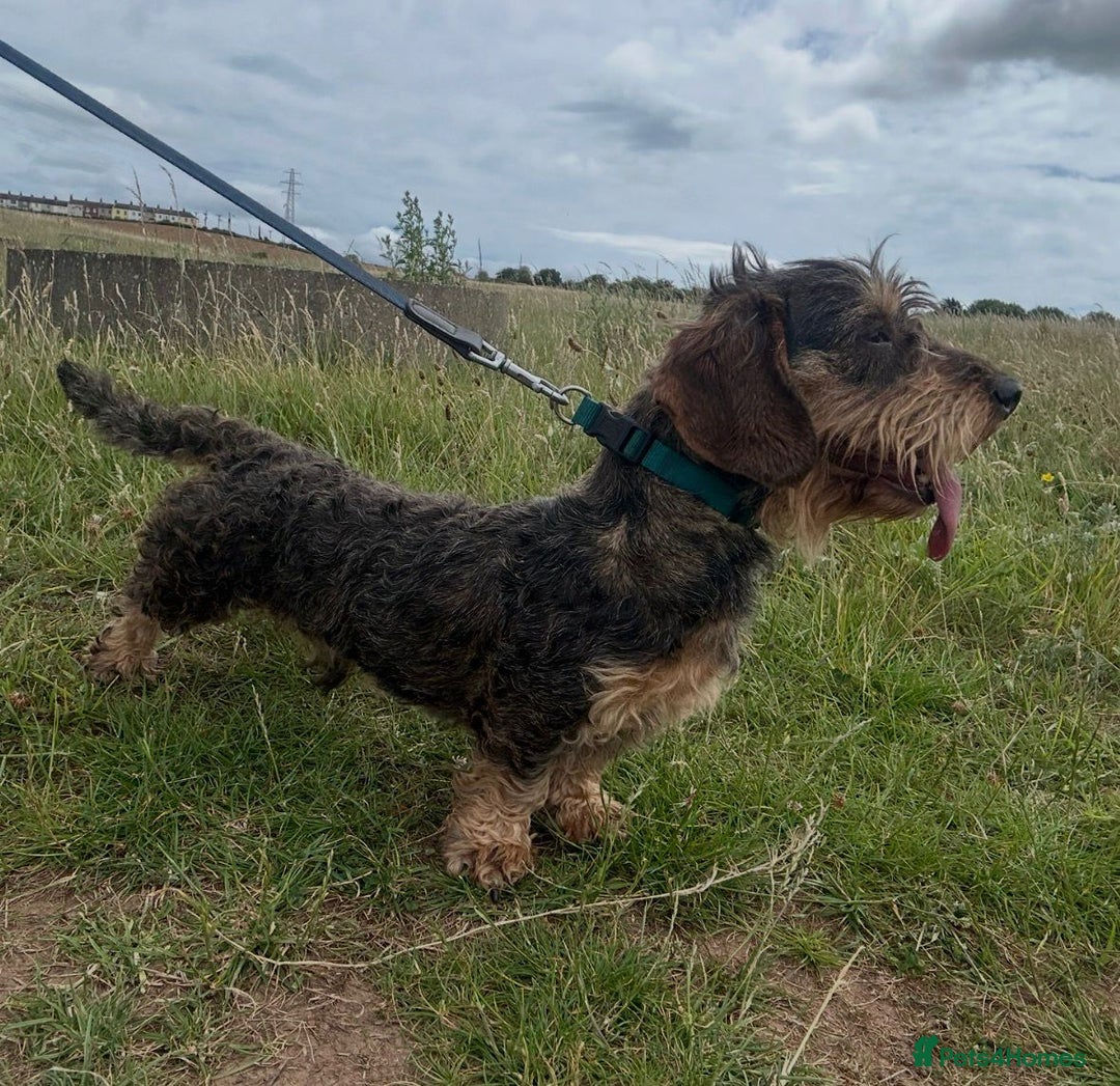 Dachshund dogs for sale: Wire haired dachshund dog - Advert 2