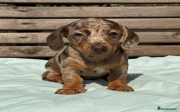 Miniature Dachshund dogs for sale: Exceptional miniature dachshund puppies - Image 8
