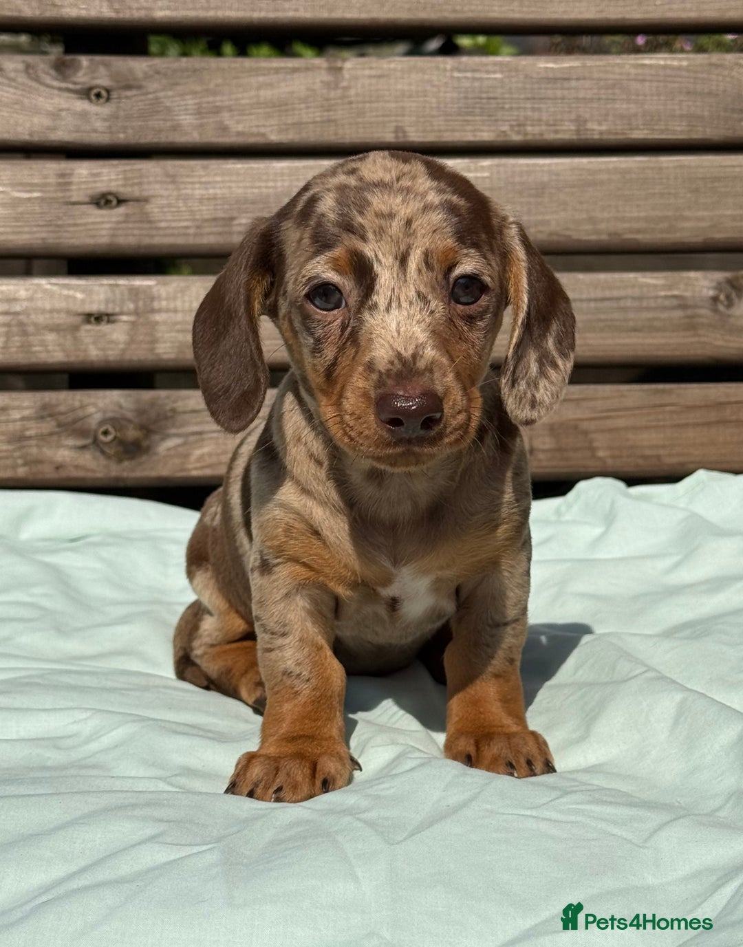 Miniature Dachshund dogs for sale: Exceptional miniature dachshund puppies - Image 8