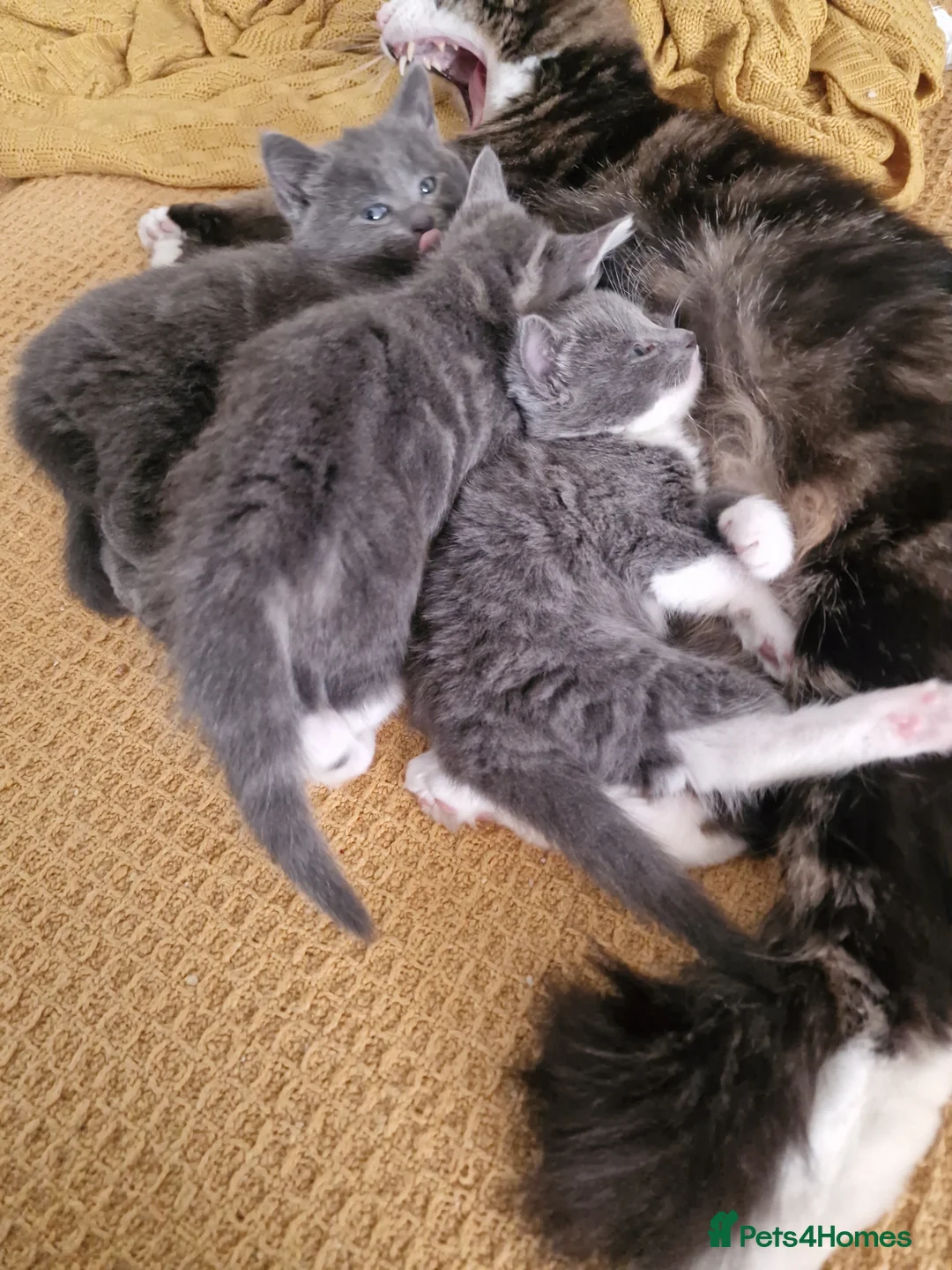 Mixed Breed cats for sale: 3 kittens - Advert 2