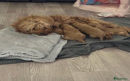 Cockapoo dogs for sale: Cockapoo puppies for sale - Image 8