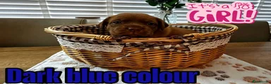 Dogue De Bordeaux 4