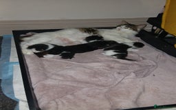 British Longhair cats for sale: Long haired kittens for sale - Image 8