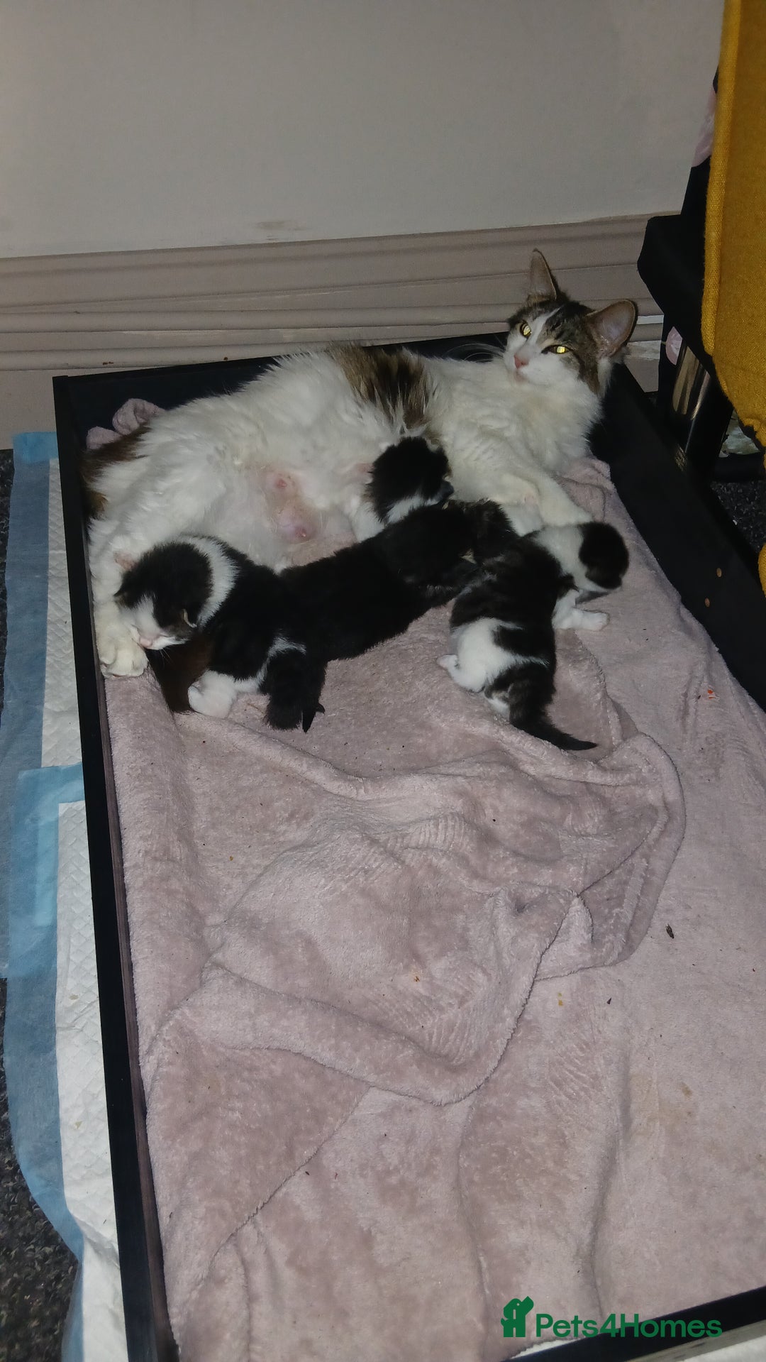 British Longhair cats for sale: Long haired kittens for sale - Image 8