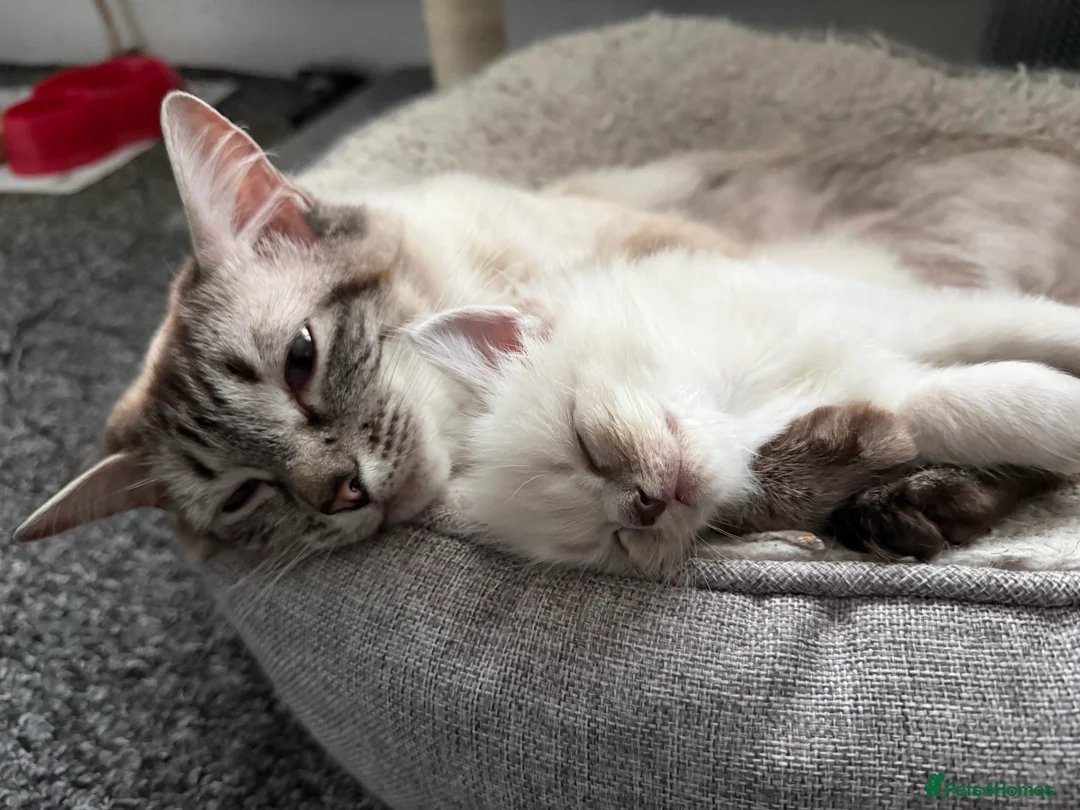 Ragdoll cats for sale: Female ragdoll kitten in Oxford - Advert 9