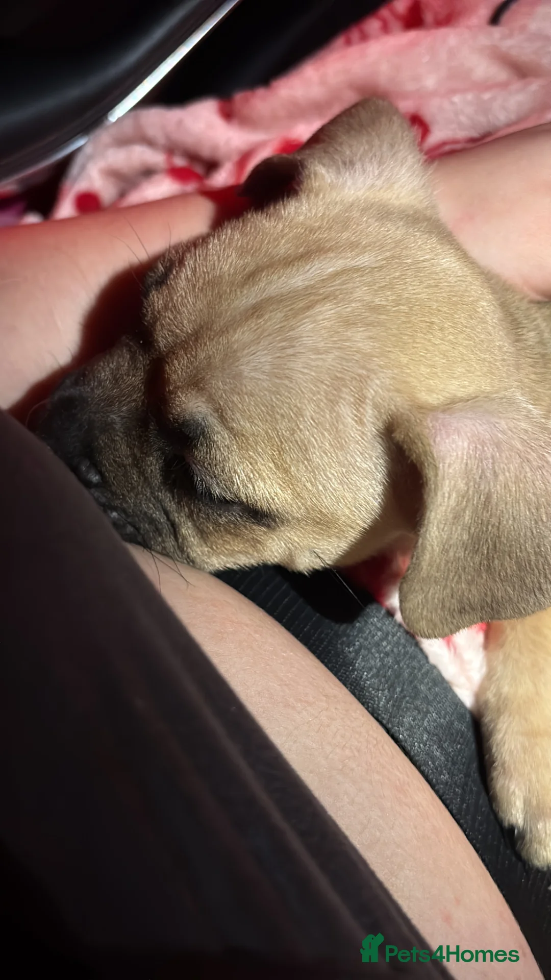 French Bulldog dogs for sale: Millie  - Advert 3