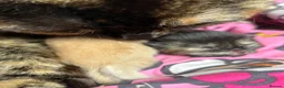 British Shorthair cats for sale: Tortoiseshell girl - Advert 5