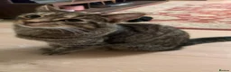 British Shorthair cats for sale: Lovely, friendly tabby - Advert 1