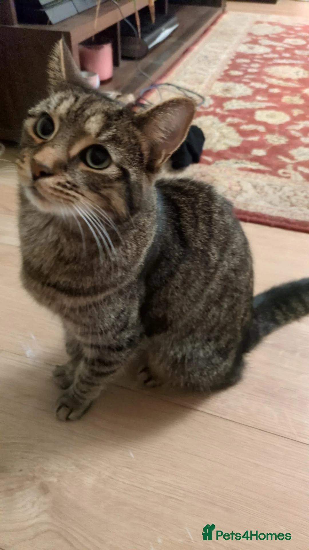 British Shorthair cats for sale: Lovely, friendly tabby - Advert 1