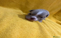 English Bulldog dogs for sale: For sale: 7 English Bulldog Puppies - Image 8