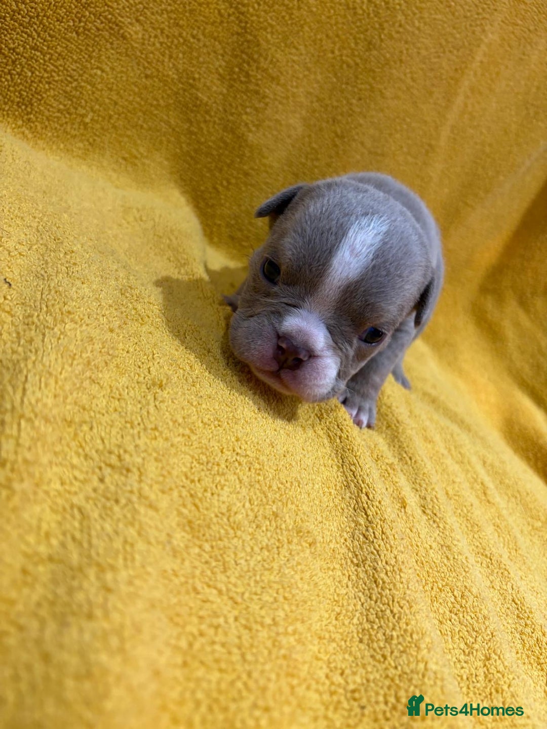 English Bulldog dogs for sale: For sale: 7 English Bulldog Puppies - Image 8