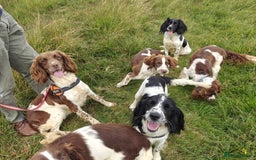 English Springer Spaniel dogs for sale: KC Health Tested Pups ready Nov 25 - Image 7