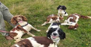 English Springer Spaniel dogs - Advert 16