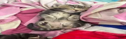 Mixed Breed cats for sale: Adorable Bengal x Shorthair Kittens - Advert 29