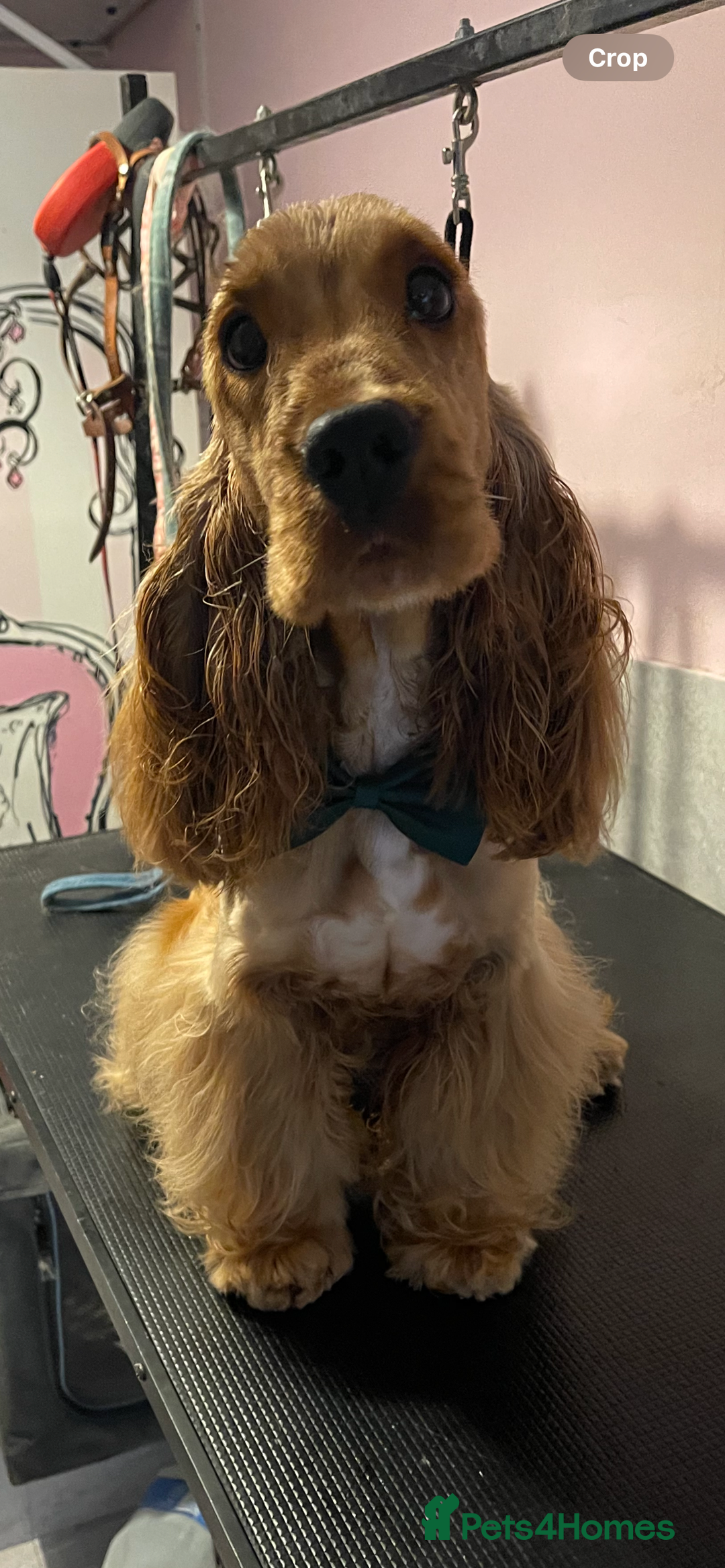Cocker Spaniel dogs for stud: PROVEN ! Show type Cocker Spainel for stud duties  in Rugby - Image 1