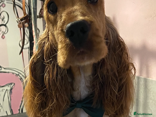Cocker Spaniel dogs PROVEN ! Show type Cocker Spainel for stud duties in Rugby - Advert 15
