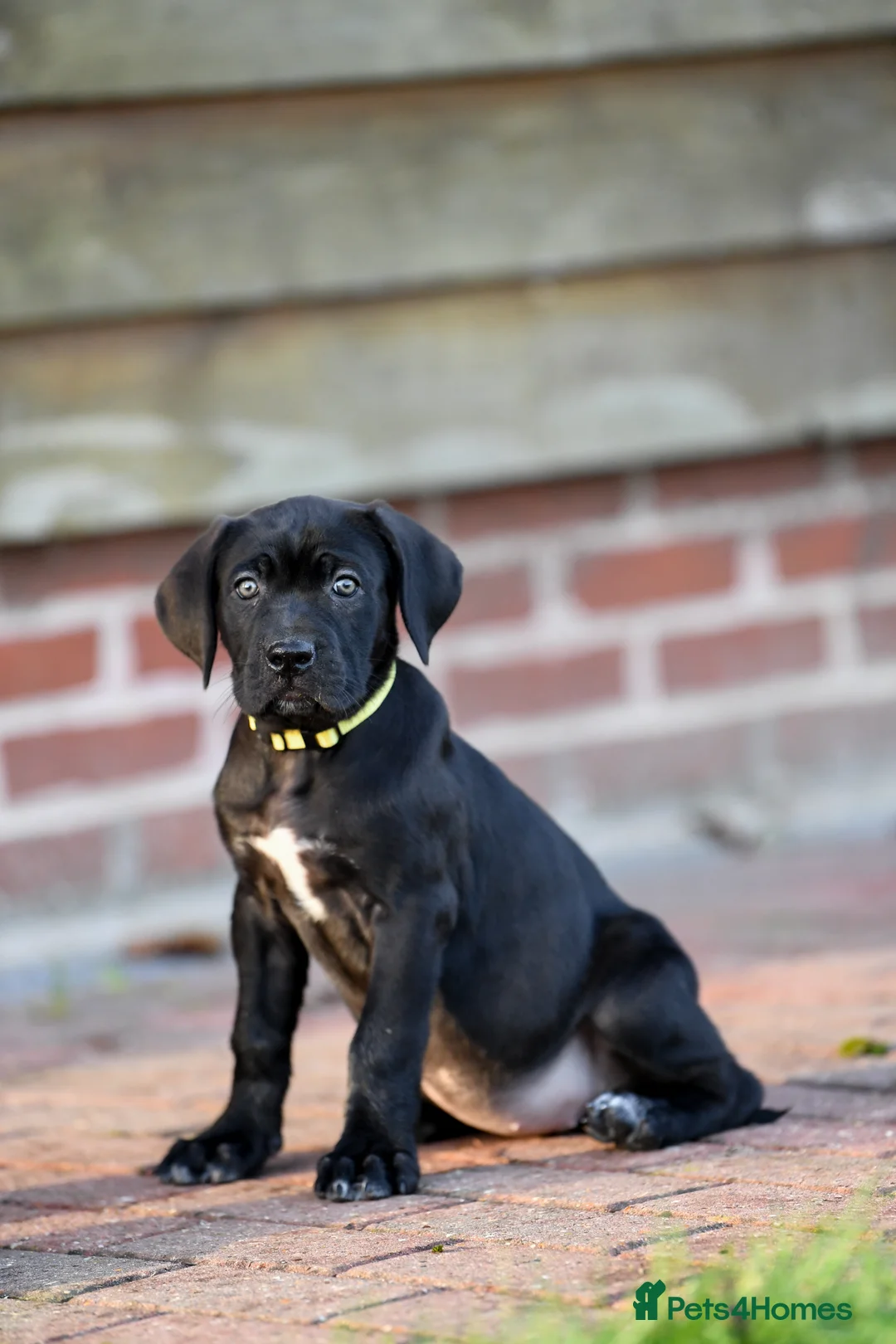 Cane Corso dogs for sale: Elite cane corso puppies  - Advert 21