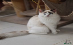 Ragdoll cats for sale: Rare colour GCCF kittens from Champion lines - Image 9