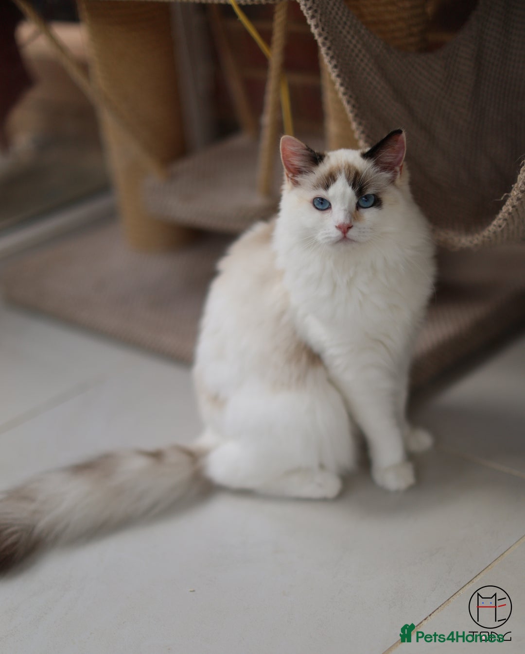 Ragdoll cats for sale: Rare colour GCCF kittens from Champion lines - Image 9