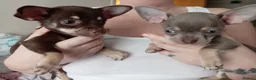 Chihuahua dogs for sale: KC REG Chihuahua puppies rare colours & markings  - Advert 21