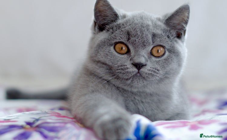 British Shorthair cats - Advert 8