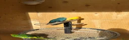 Mixed Breed birds for sale: Cockatiels, kakarikis & budgies  - Advert 9