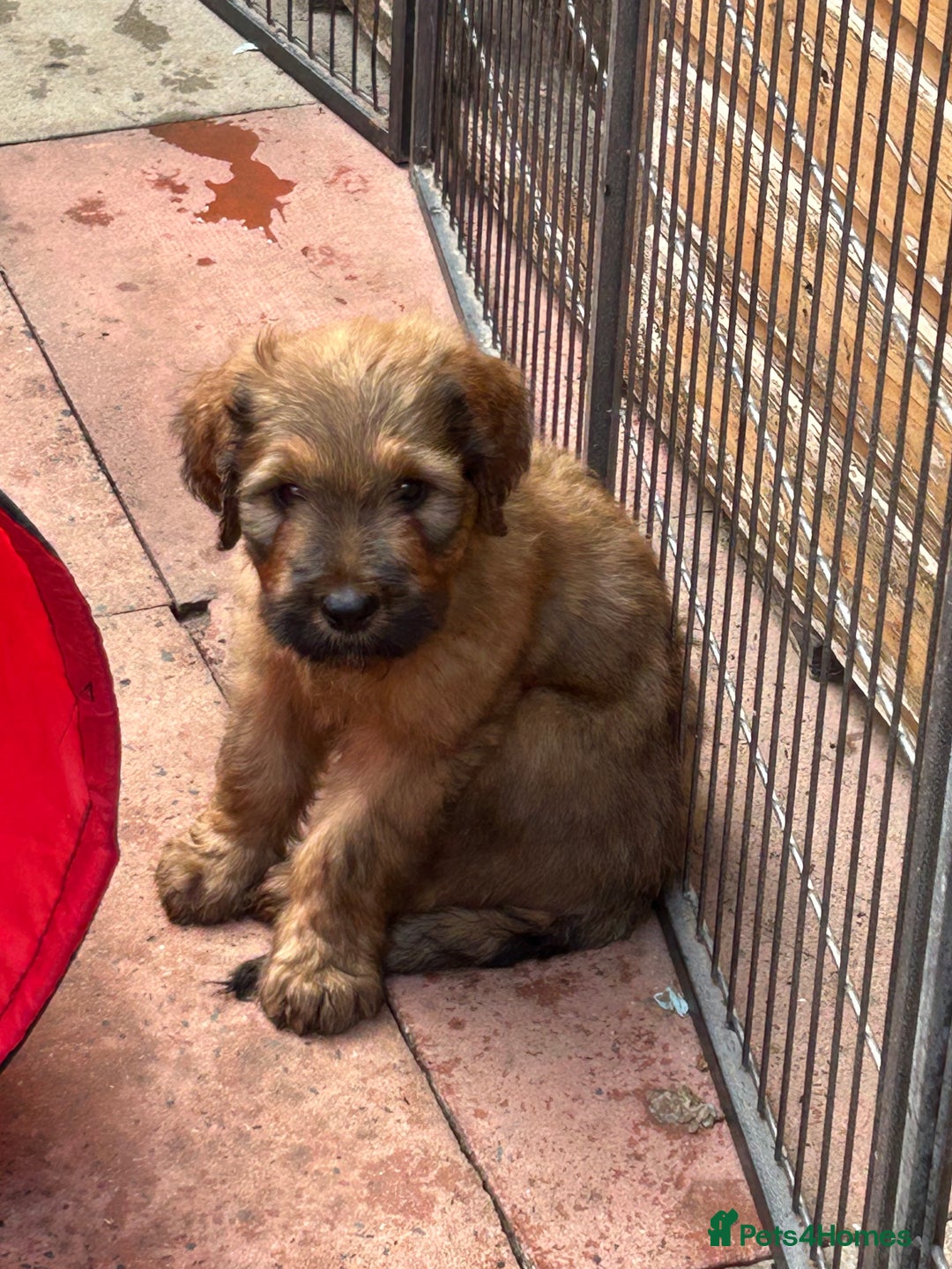 Briard dogs for sale: Amazing pedigree Briard Pups - Image 9