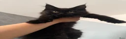 Maine Coon cats for sale: Beautiful Maine Coon Kittens  - Advert 19