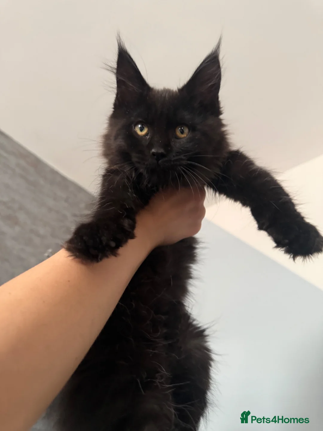 Maine Coon cats for sale: Beautiful Maine Coon Kittens  - Advert 19