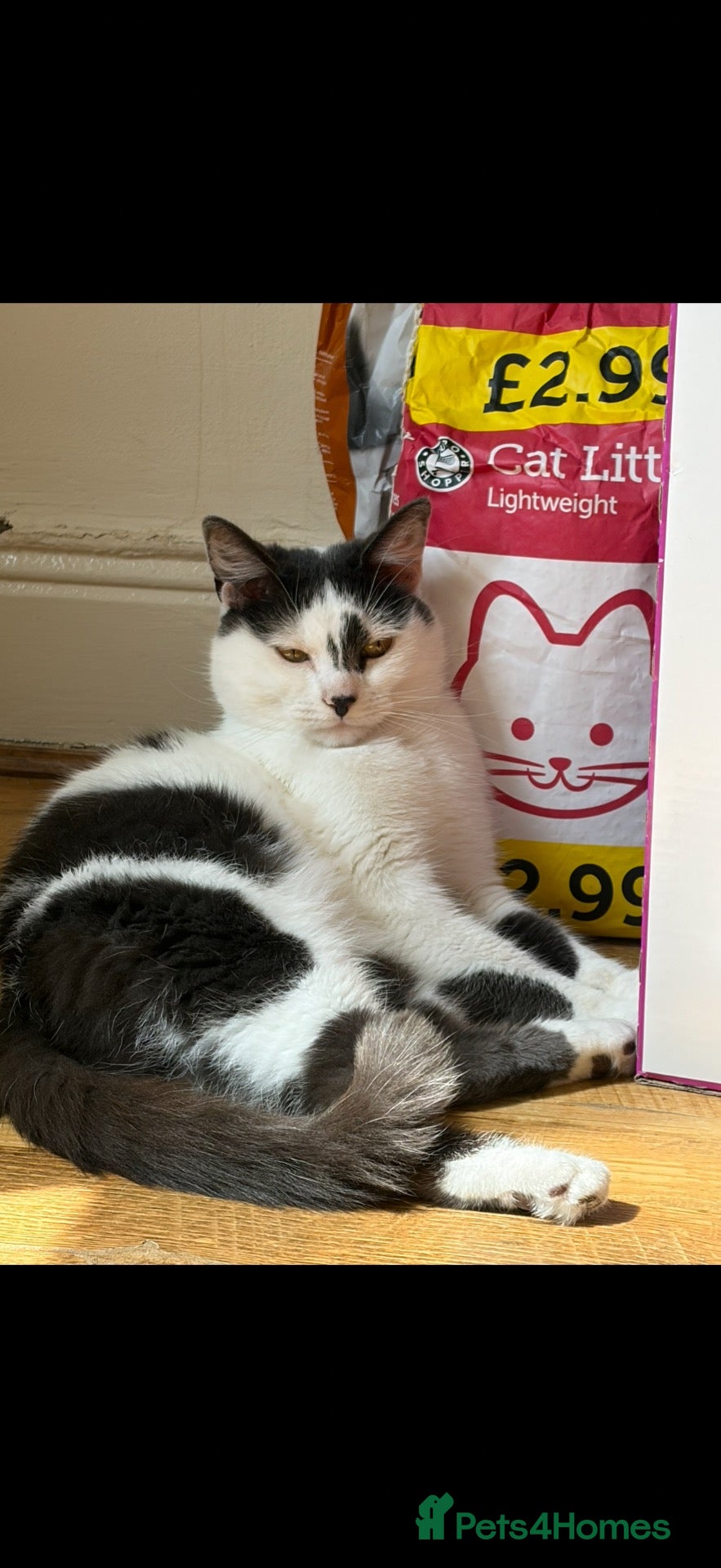 Domestic Shorthair cats Cosmo - Advert 1